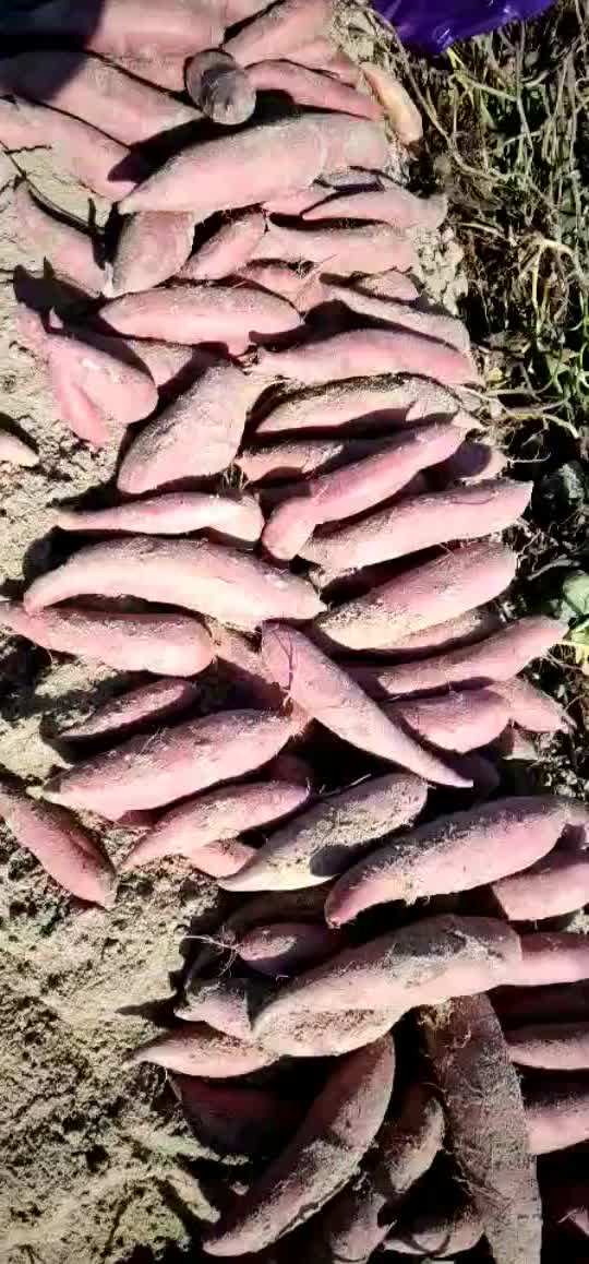 漳州六鳌沙地红薯